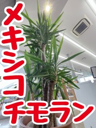 【第二回】この植物な～んだ？？